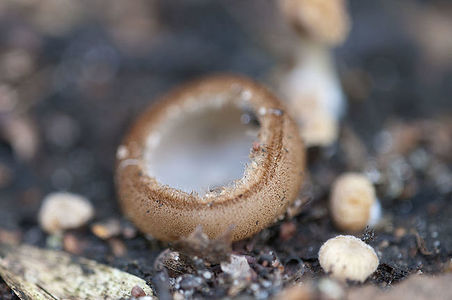 Trichophaea hemisphaerioides fungus, close up shot, local focus