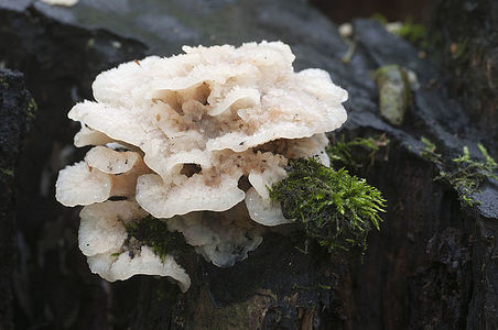 Phlebia tremellosa fungus on a stump, close up shot