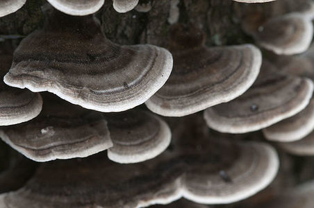 Trametes versicolor mushroom on a dead tree
