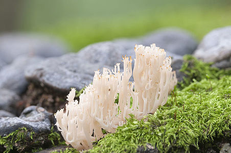 Clavulina pyxidata  mushrooms on an old stump