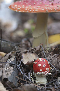Toadstool (Amanita muscaria) mushroom near the forest tree, closeup