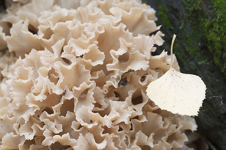 Sparassis crispa mushroom, close up shot, local focus