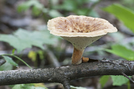Polyporus tuberaster mushroom in the forest, close up shot