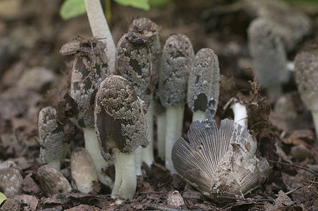 Coprinus cinereus mushrooms, close up shot