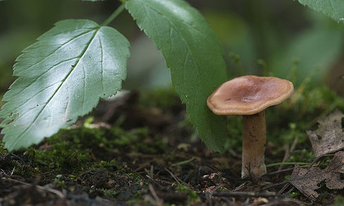 Mushroom (Lactarius tabidus) on a stump in a green moss