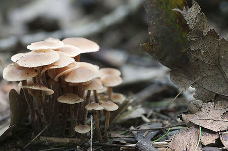 Mushrooms (Gymnopus confluens) on an old gray autumn leaves