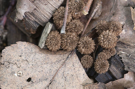 Cyathus striatus mushrooms on the autumn leaves