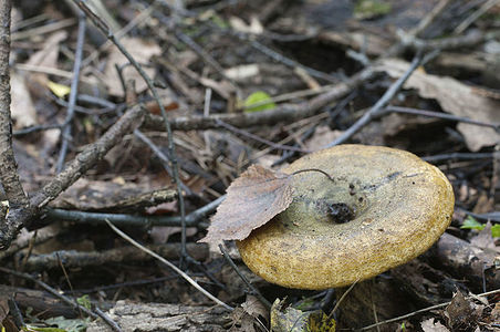 Lactarius turpis mushroom, also known as Ugly Milk-cap