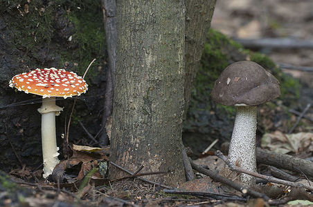 Toadstool and brown birch bolete mushrooms near the forest tree, closeup