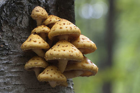 Pholiota aurivella mushroom on a birch tree