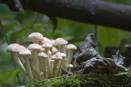 Hypholoma lateritium or brick cap, is considered inedible in Europe and edible in USA and Japan