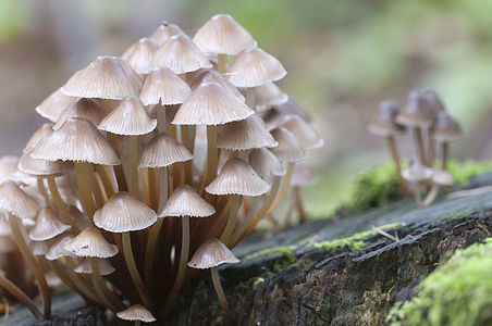 Mushrooms (Mycena inclinata) on a stump in a green moss