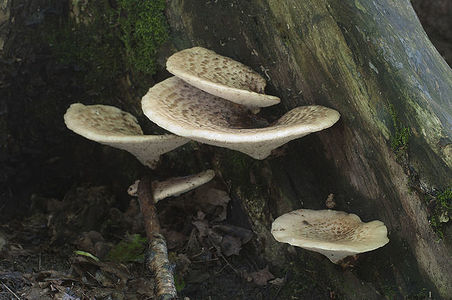 Polyporus squamosus mushroom in the forest, close up shot