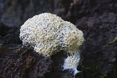 Ceratiomyxa fruticulosa myxomycetes in a moss on a stump