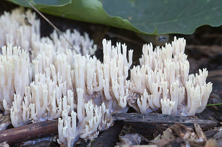 Ramaria stricta  mushrooms on an old stump