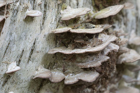 Trichaptum biforme parasite mushrooms, close up shot