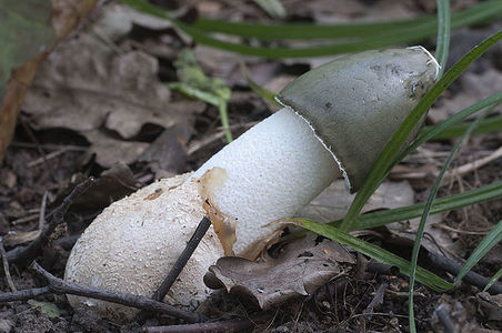 Phallus impudicus (common stinkhorn) mushroom in autumn leaves