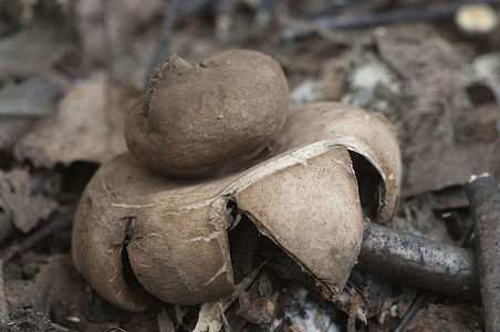 Fringed earthstar (Geastrum fimbriatum) mushroom close up shot