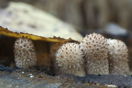 Puffball mushrooms on a stump - Lycoperdon sp on an old wood