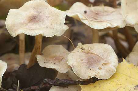 Pholiota lubrica mushrooms on a soil with autumn leaves