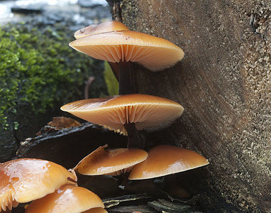 Flammulina velutipes mushrooms on an old stump