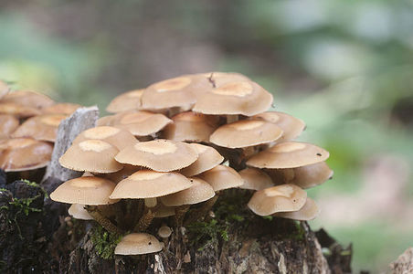 Sheathed woodtuft on an old stump, closeup