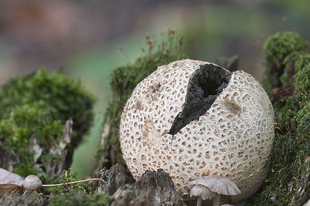 Common earthball mushroom, close up shot, local focus