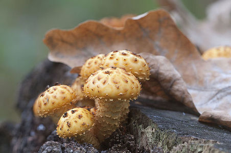 Pholiota aurivella mushroom on an old stump