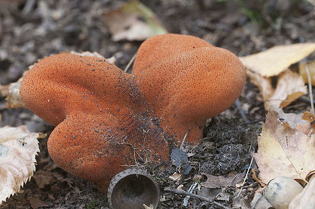 Fistulina hepatica (beefsteak fungus) mushroom, close up shot