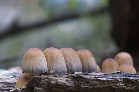 Coprinus micaceus mushroom near the tree, close up