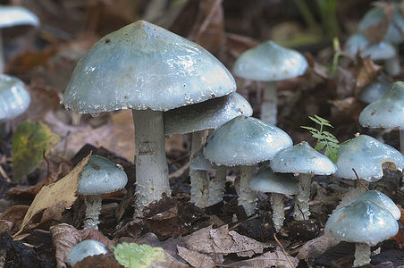 Stropharia caerulea mushrooms, closeup shot, local focus