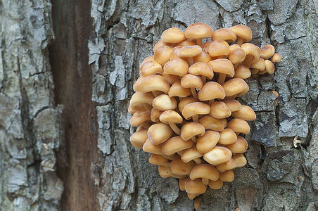 Flammulina velutipes mushrooms on an old stump