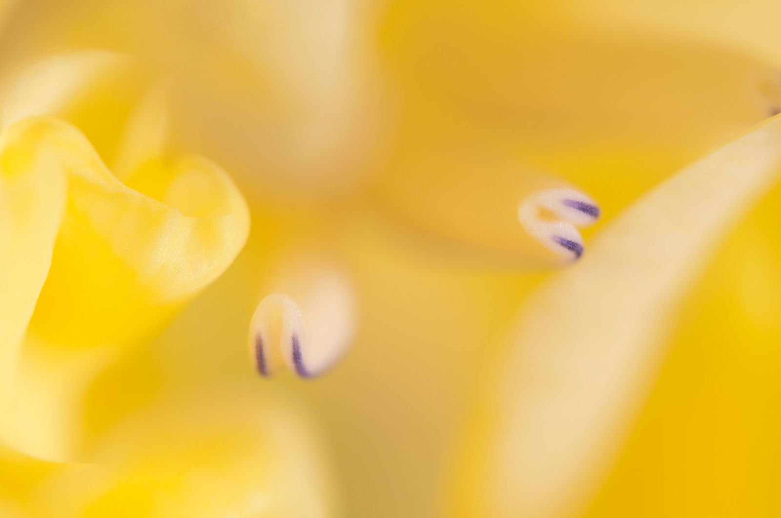 Glad flower fragment macro shot local focus