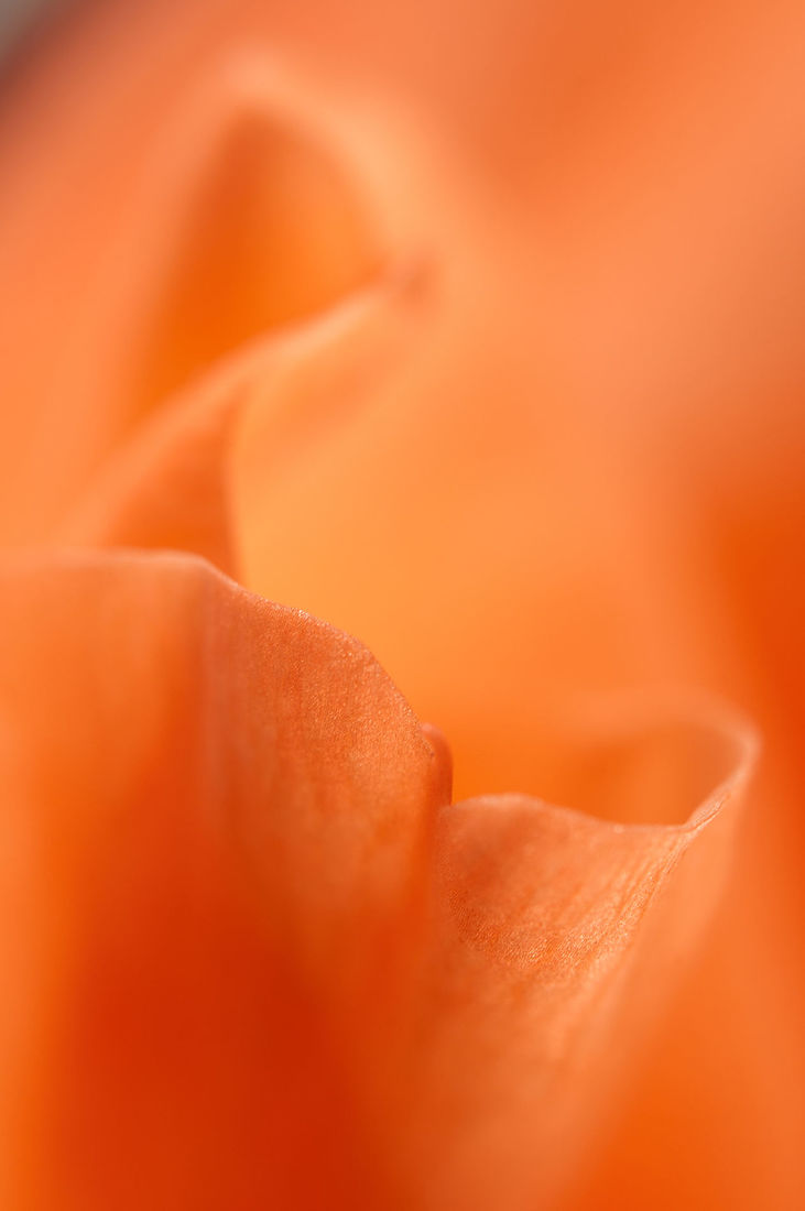 Glad flower fragment macro shot local focus