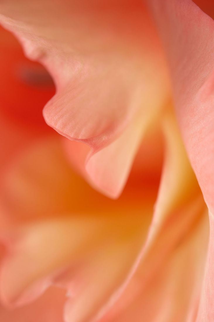 Glad flower fragment macro shot local focus