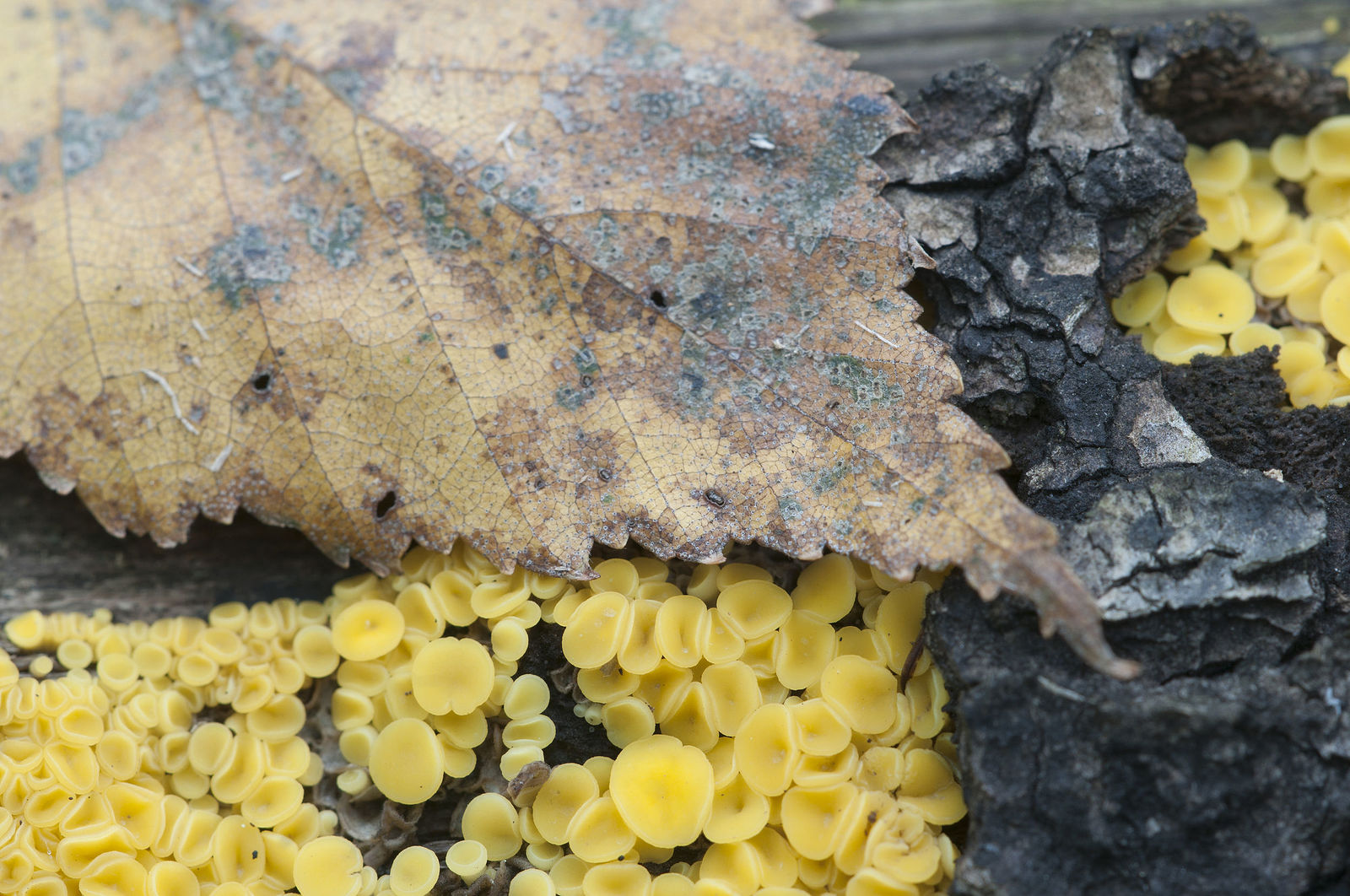 Bisporella citrina [Calycella citrina], macro shot, local focus