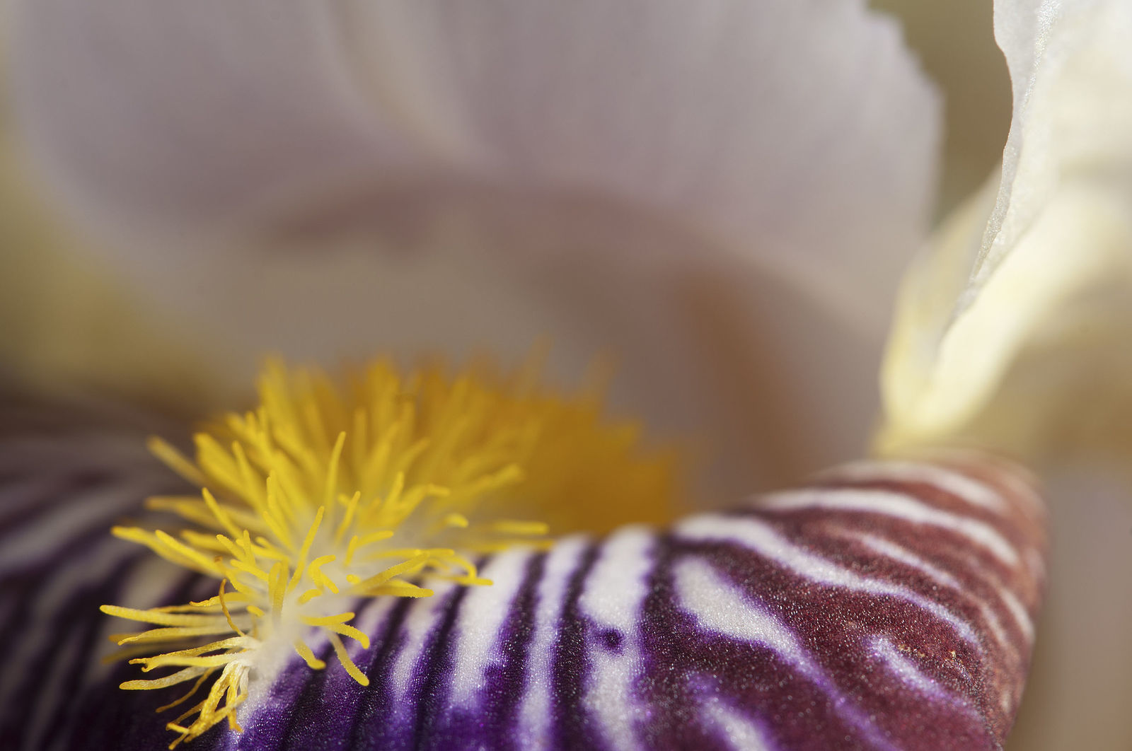 Iris flower fragment macro shot local focus