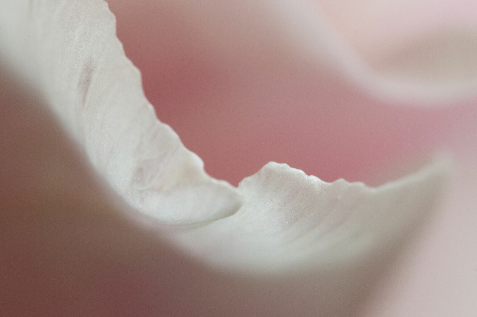 Alexander Kurlovich. Portfolio. MacroAbstract 2022. Untitled