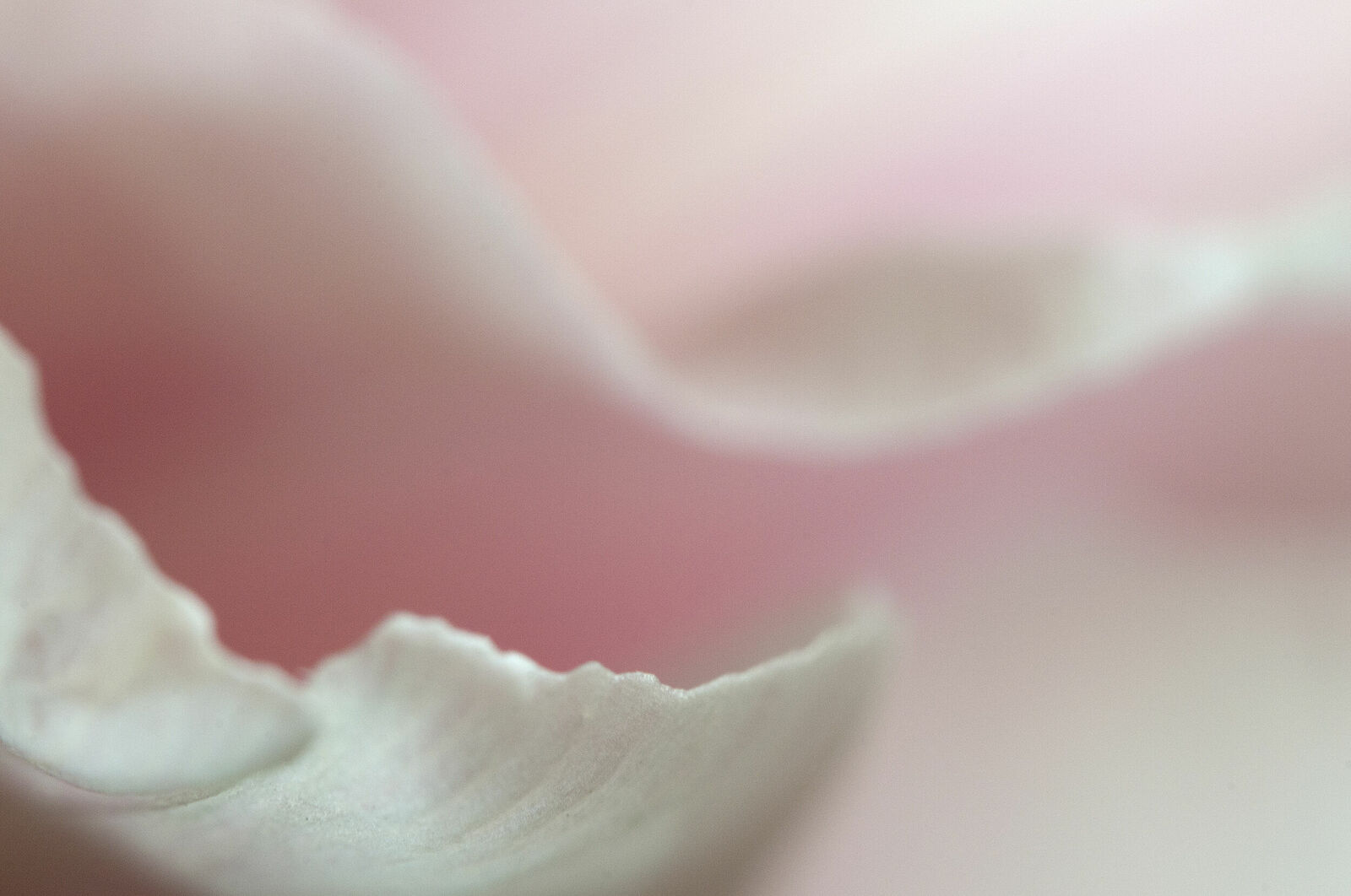 Alexander Kurlovich. Portfolio. MacroAbstract 2022. Untitled
