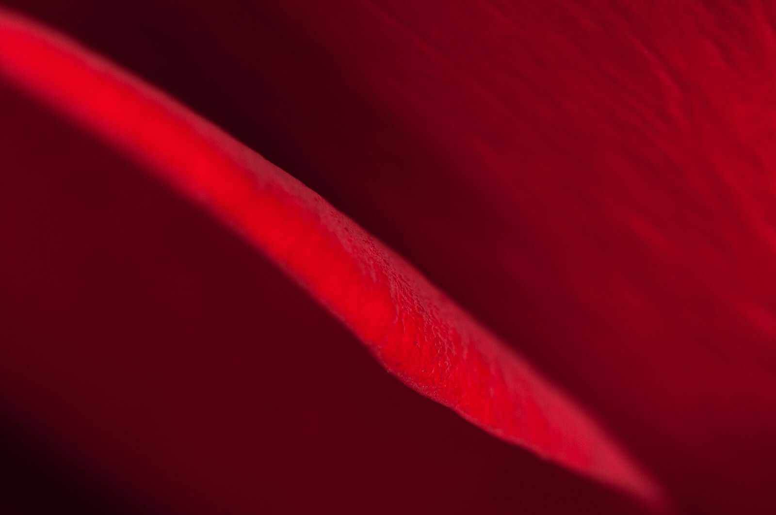 Alexander Kurlovich. Portfolio. MacroAbstract 2022. Untitled