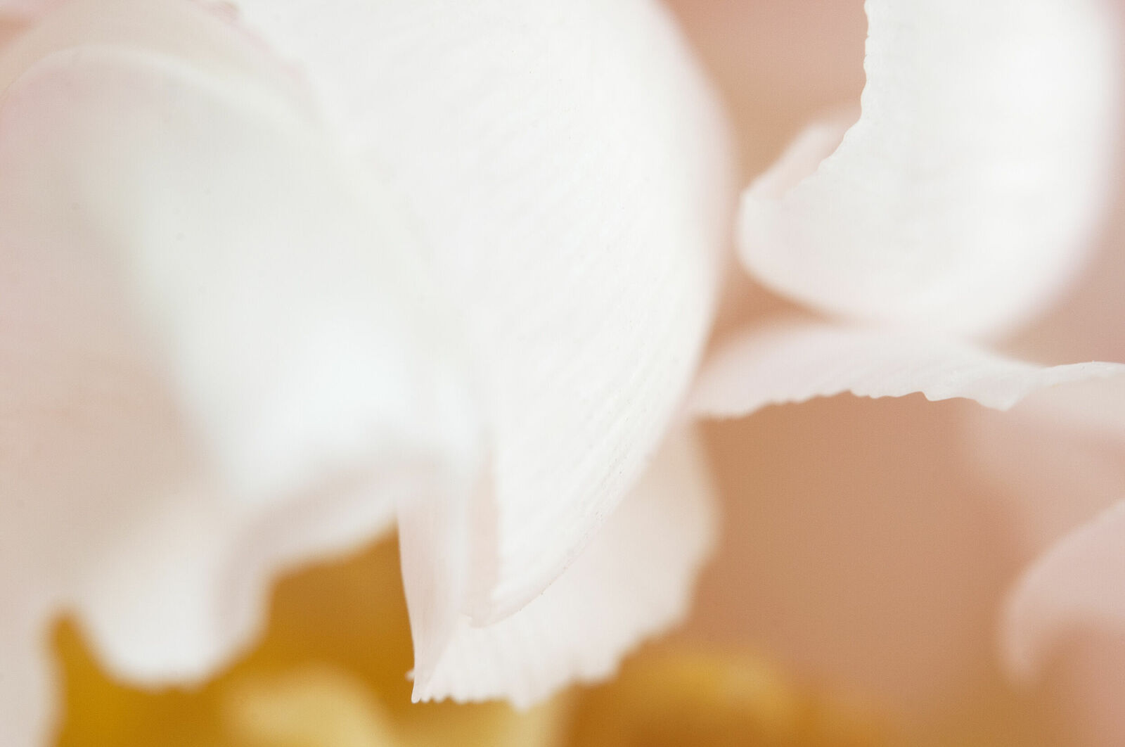 Alexander Kurlovich. Portfolio. MacroAbstract 2022. Untitled