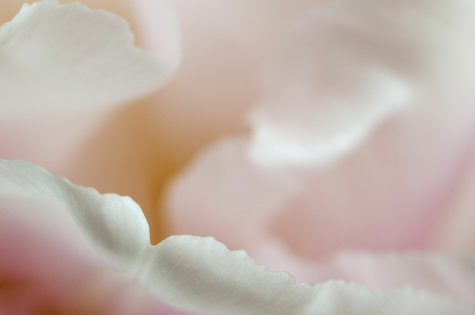 Alexander Kurlovich. Portfolio. MacroAbstract 2022. Untitled