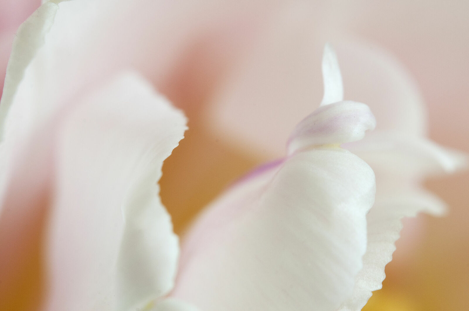 Alexander Kurlovich. Portfolio. MacroAbstract 2022. Untitled