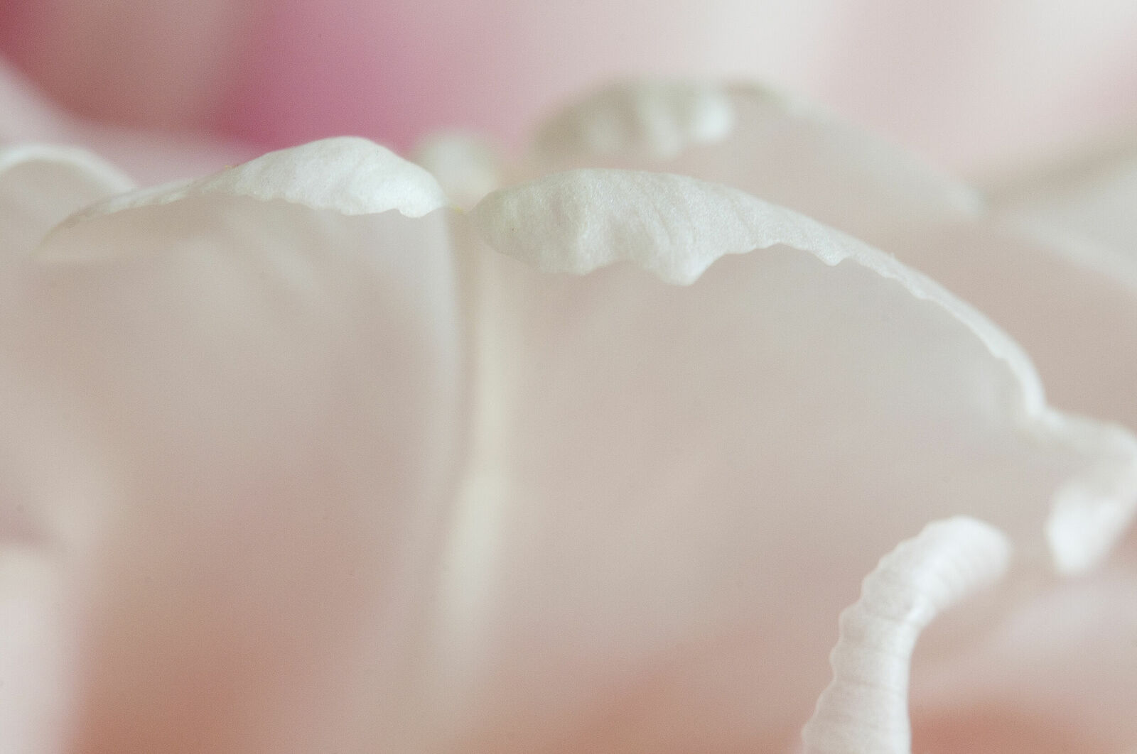 Alexander Kurlovich. Portfolio. MacroAbstract 2022. Untitled