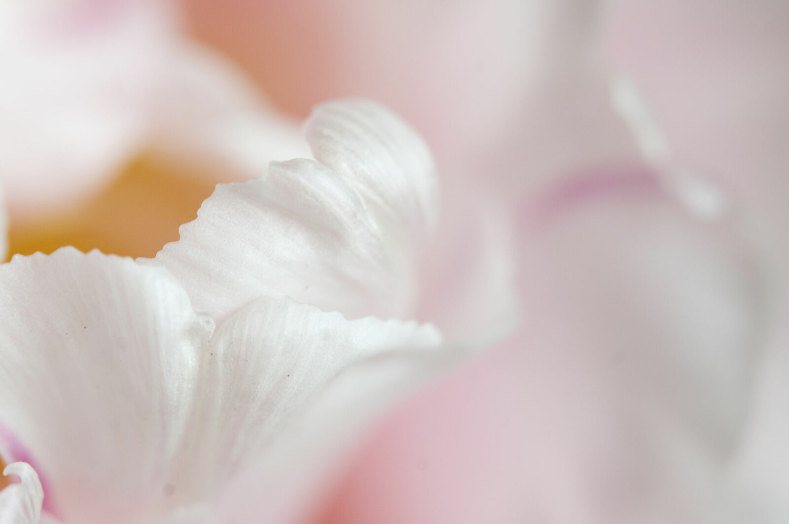 Alexander Kurlovich. Portfolio. MacroAbstract 2022. Untitled
