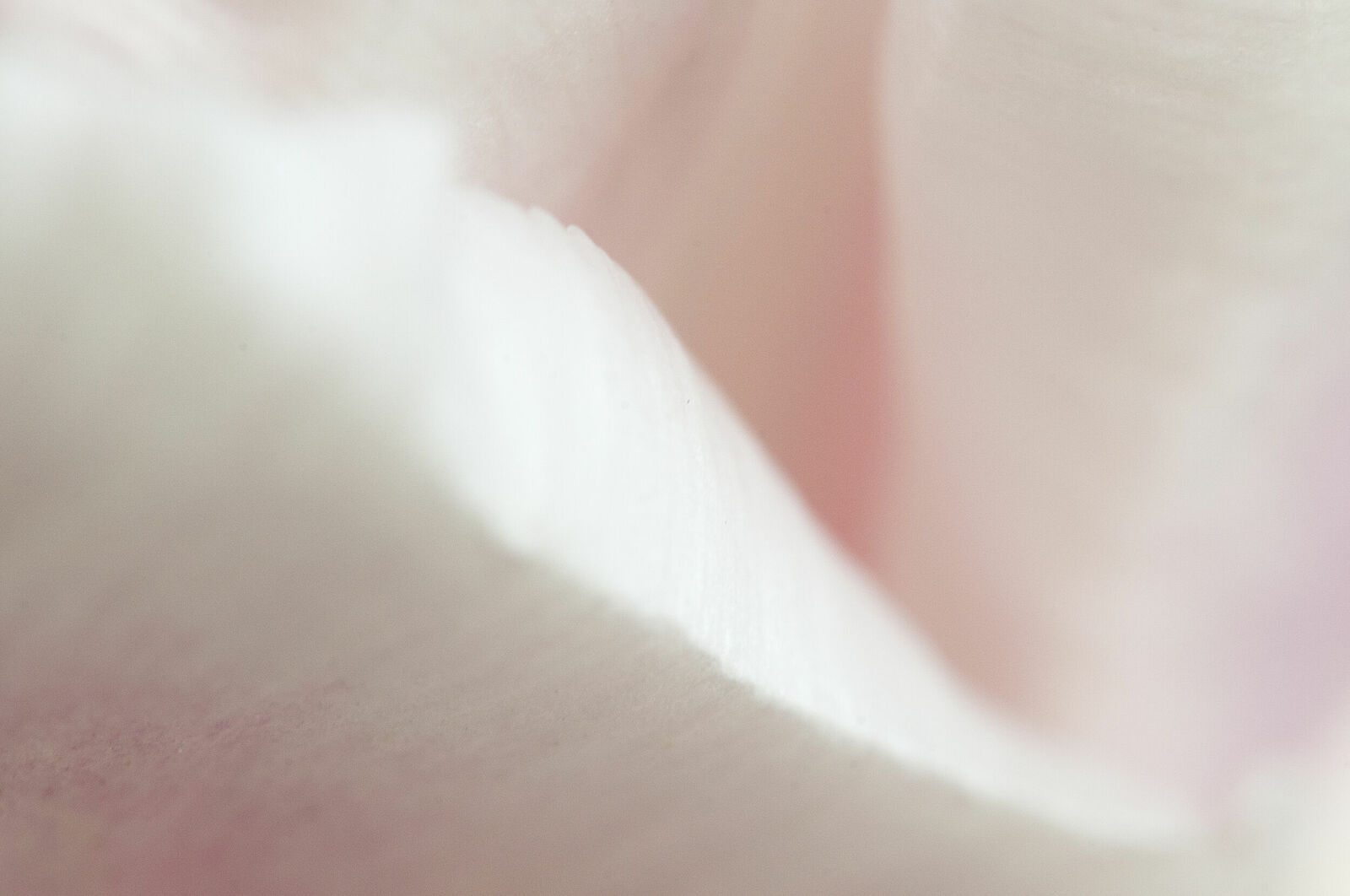 Alexander Kurlovich. Portfolio. MacroAbstract 2022. Untitled