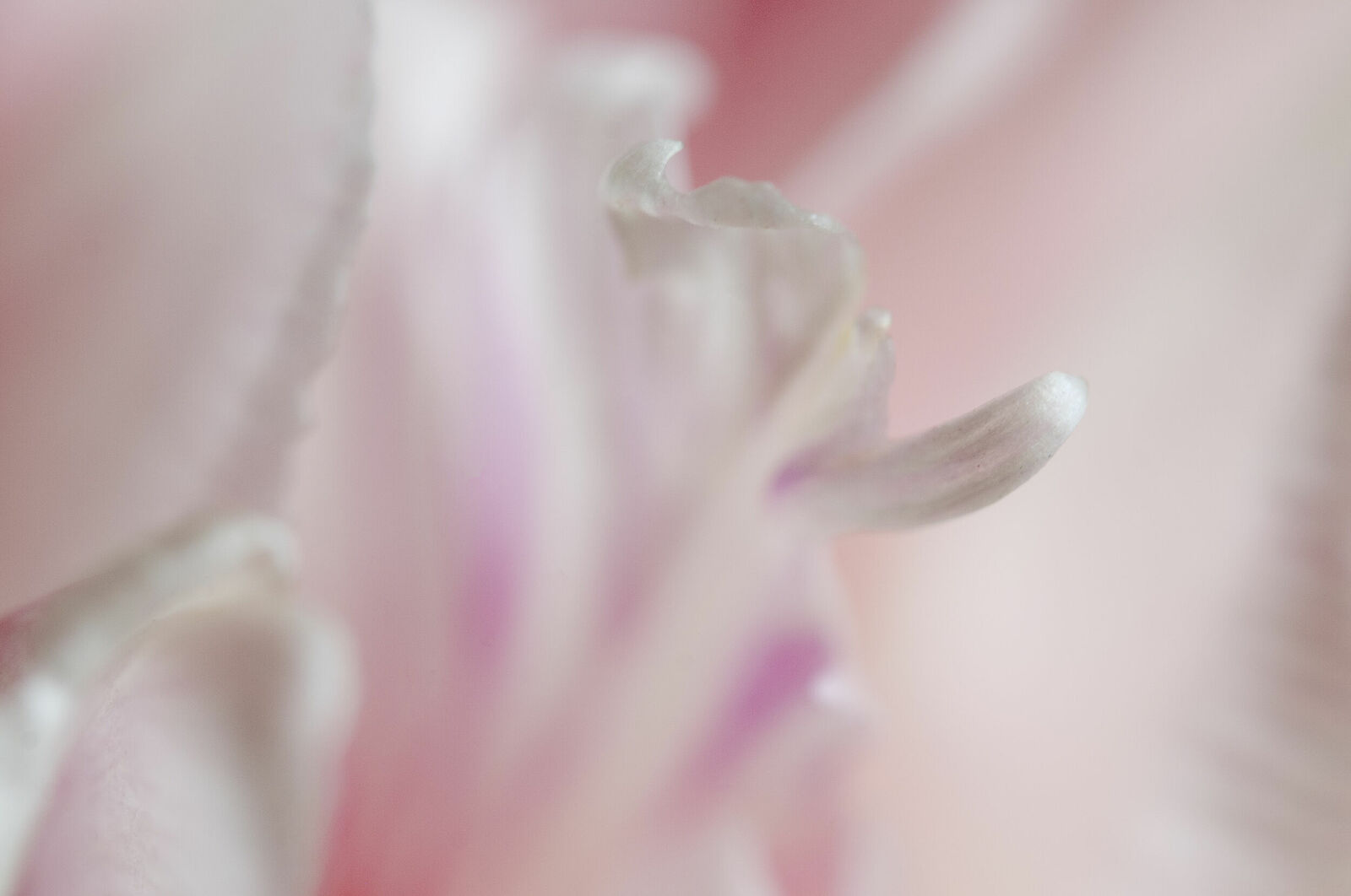 Alexander Kurlovich. Portfolio. MacroAbstract 2022. Untitled