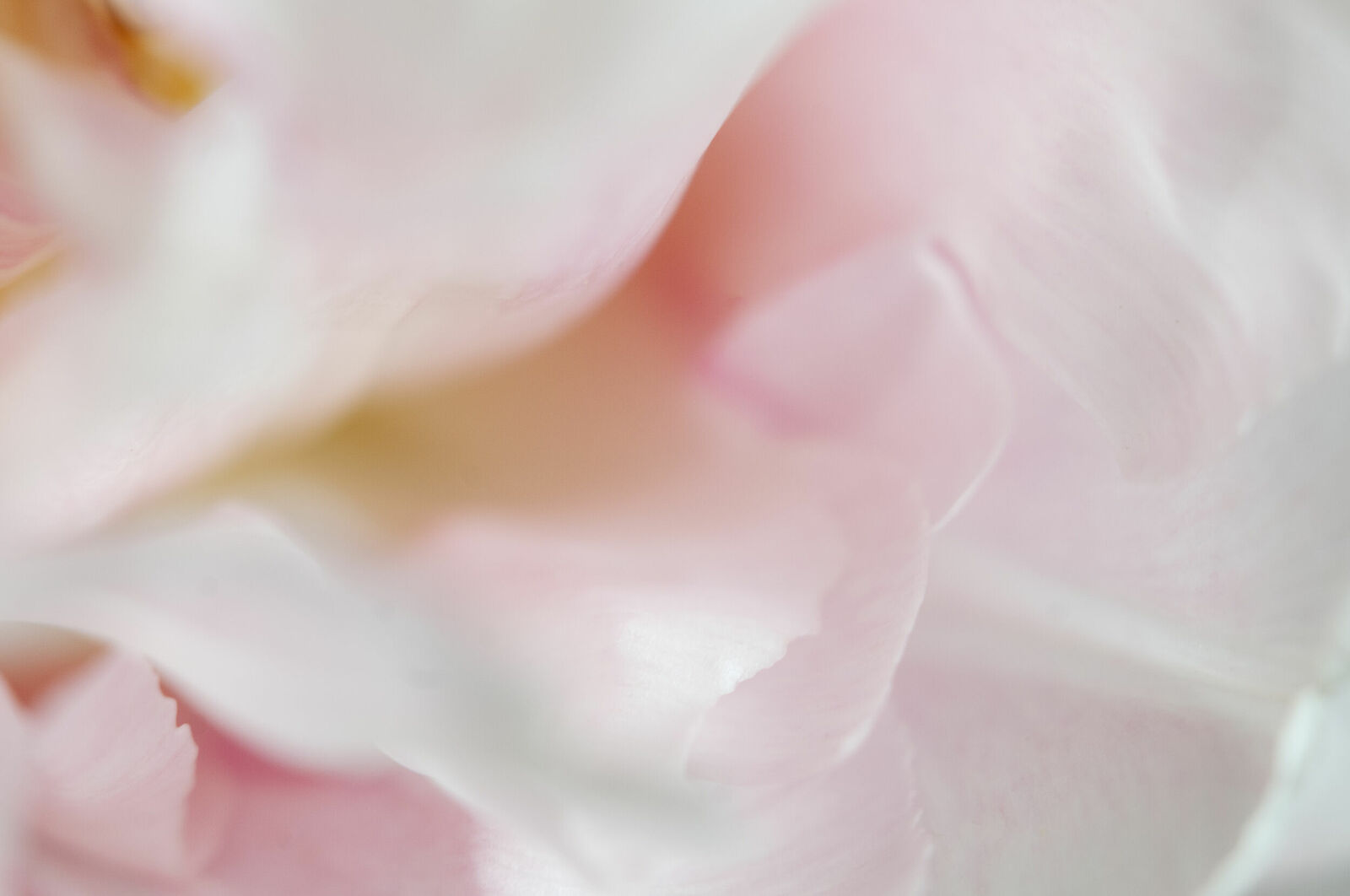 Alexander Kurlovich. Portfolio. MacroAbstract 2022. Untitled
