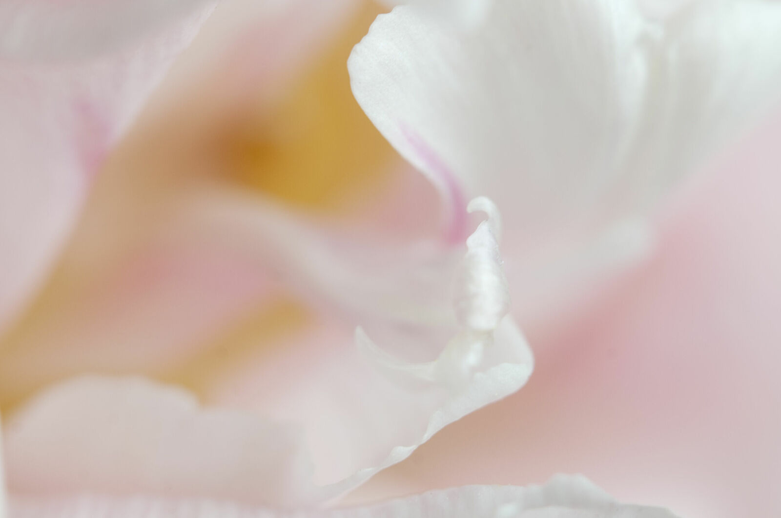 Alexander Kurlovich. Portfolio. MacroAbstract 2022. Untitled