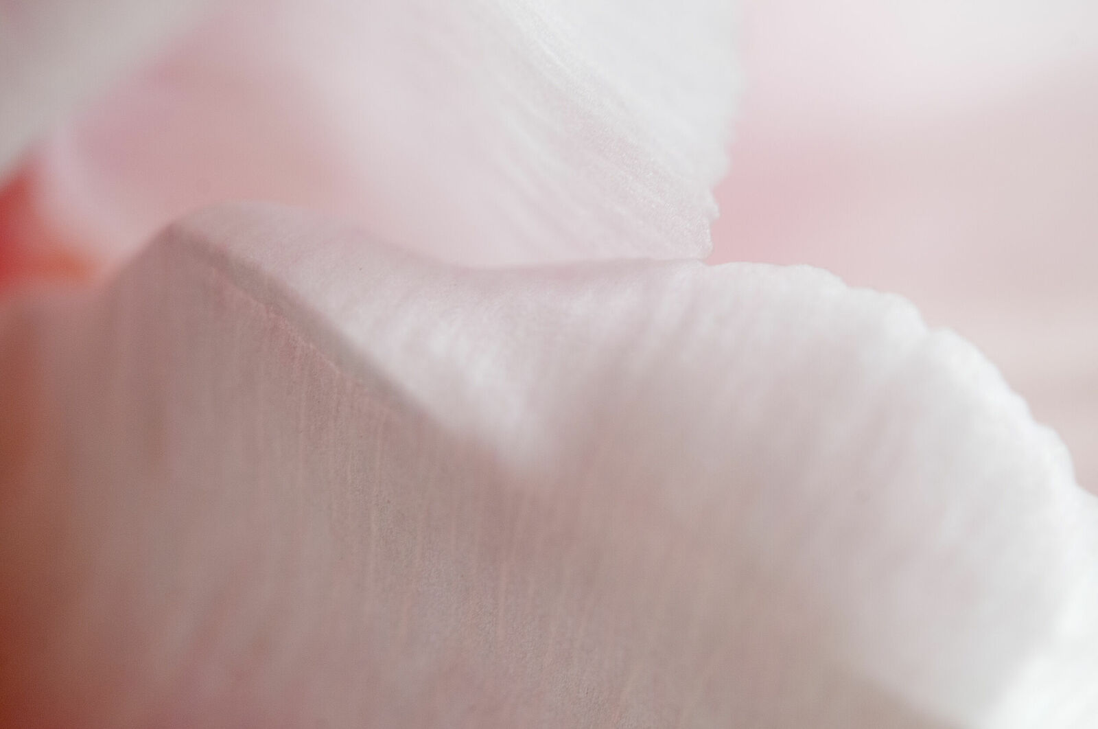 Alexander Kurlovich. Portfolio. MacroAbstract 2022. Untitled